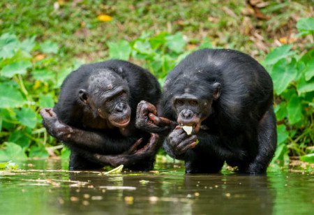 chimpanzes_dez