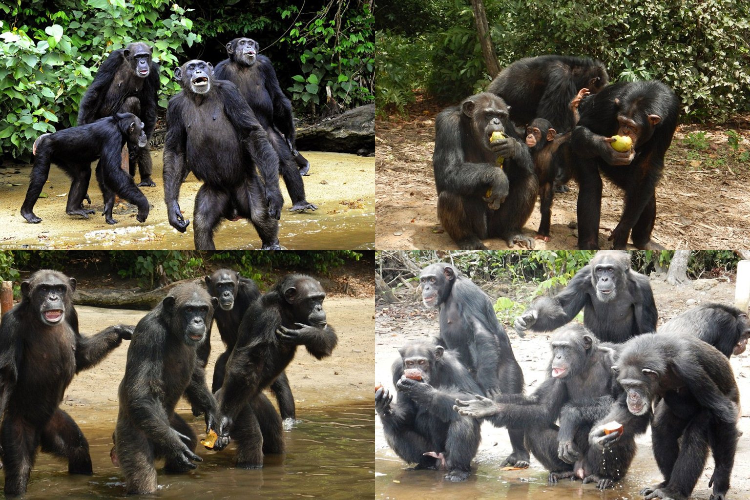 chimpanzes_tres