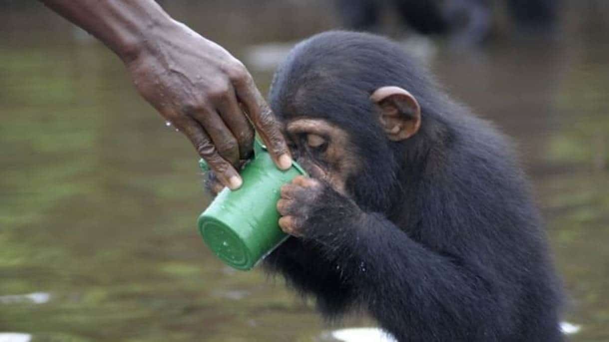 chimpanzes_um