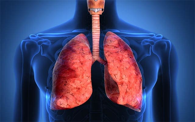 Função pulmonar em morsas - WeZooIt